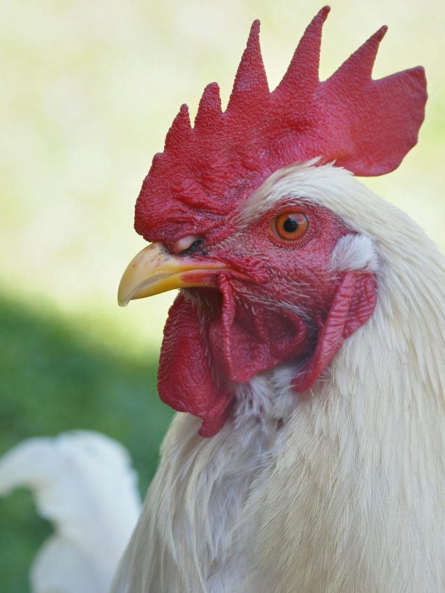 Bird flu ravages Brazil